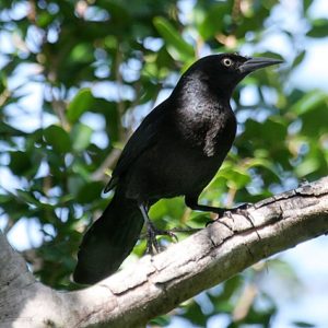 Greater Antillean Grackle Birdfinding Info