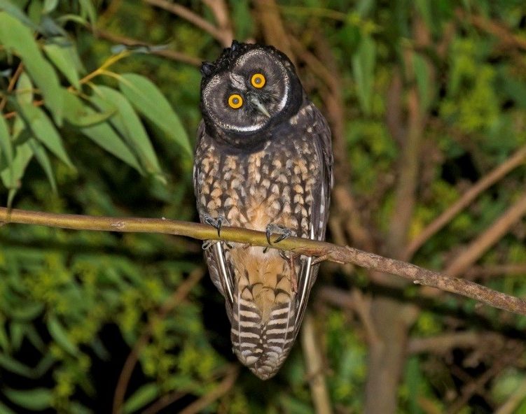 Stygian Owl