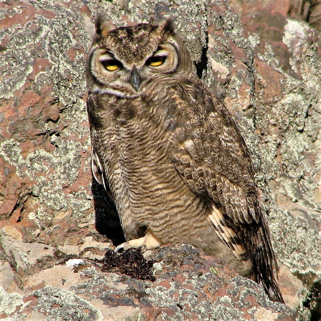 Lesser Horned Owl Birdfinding Info