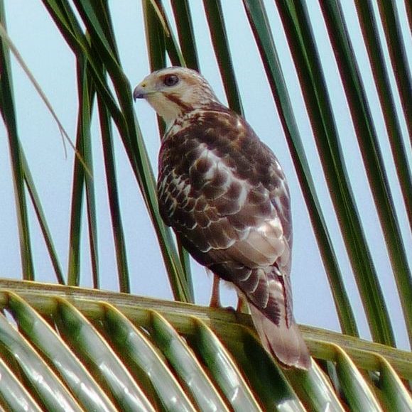 Broad-winged Hawk – Birdfinding.info