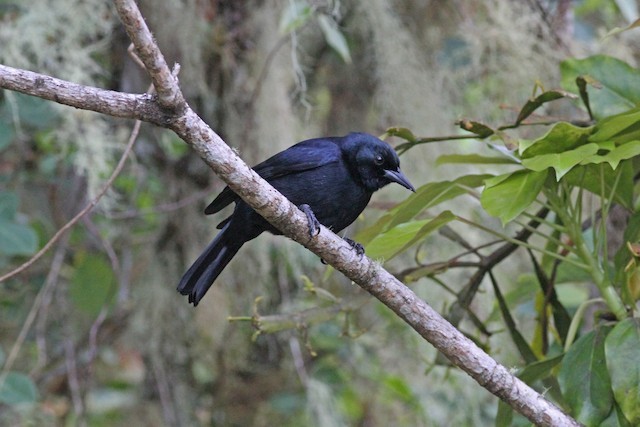 Jamaican Blackbird