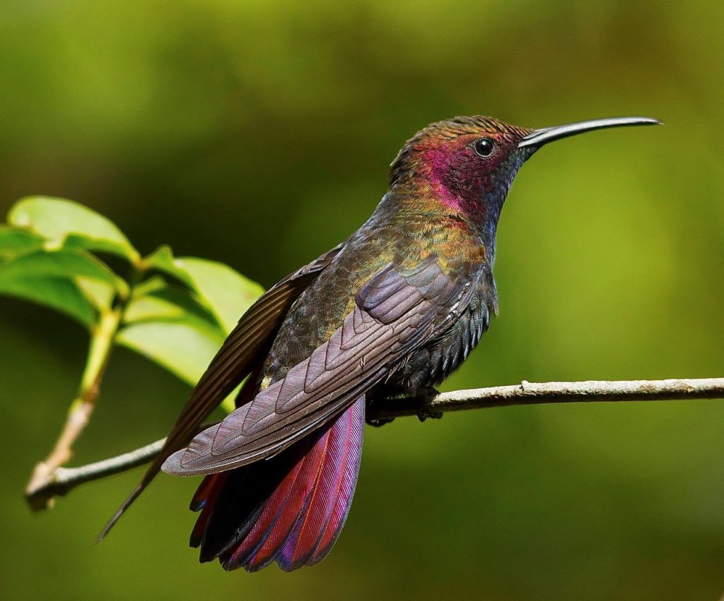 Types Of Birds Found In Jamaica