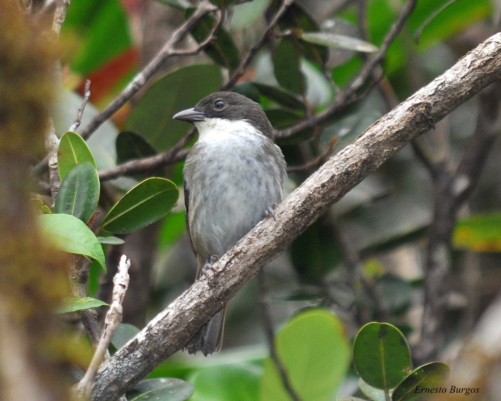 Puerto Rican Tanager – birdfinding.info