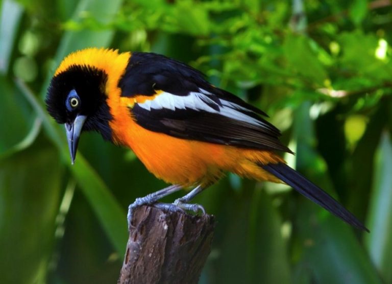Venezuelan Troupial – birdfinding.info