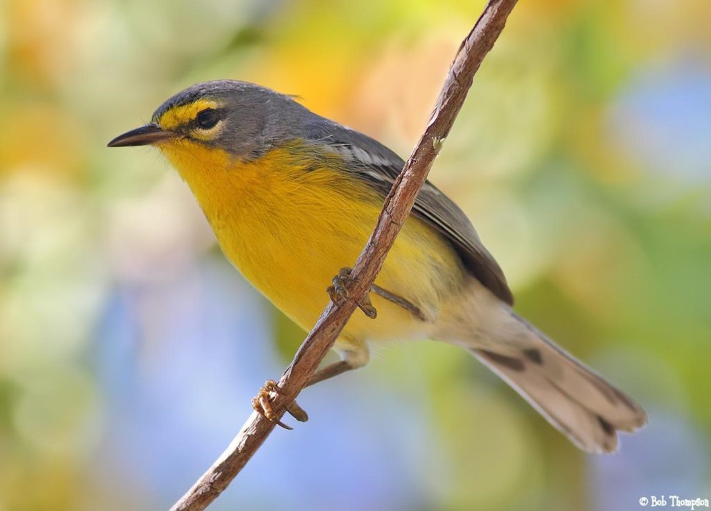 Adelaide’s Warbler – birdfinding.info