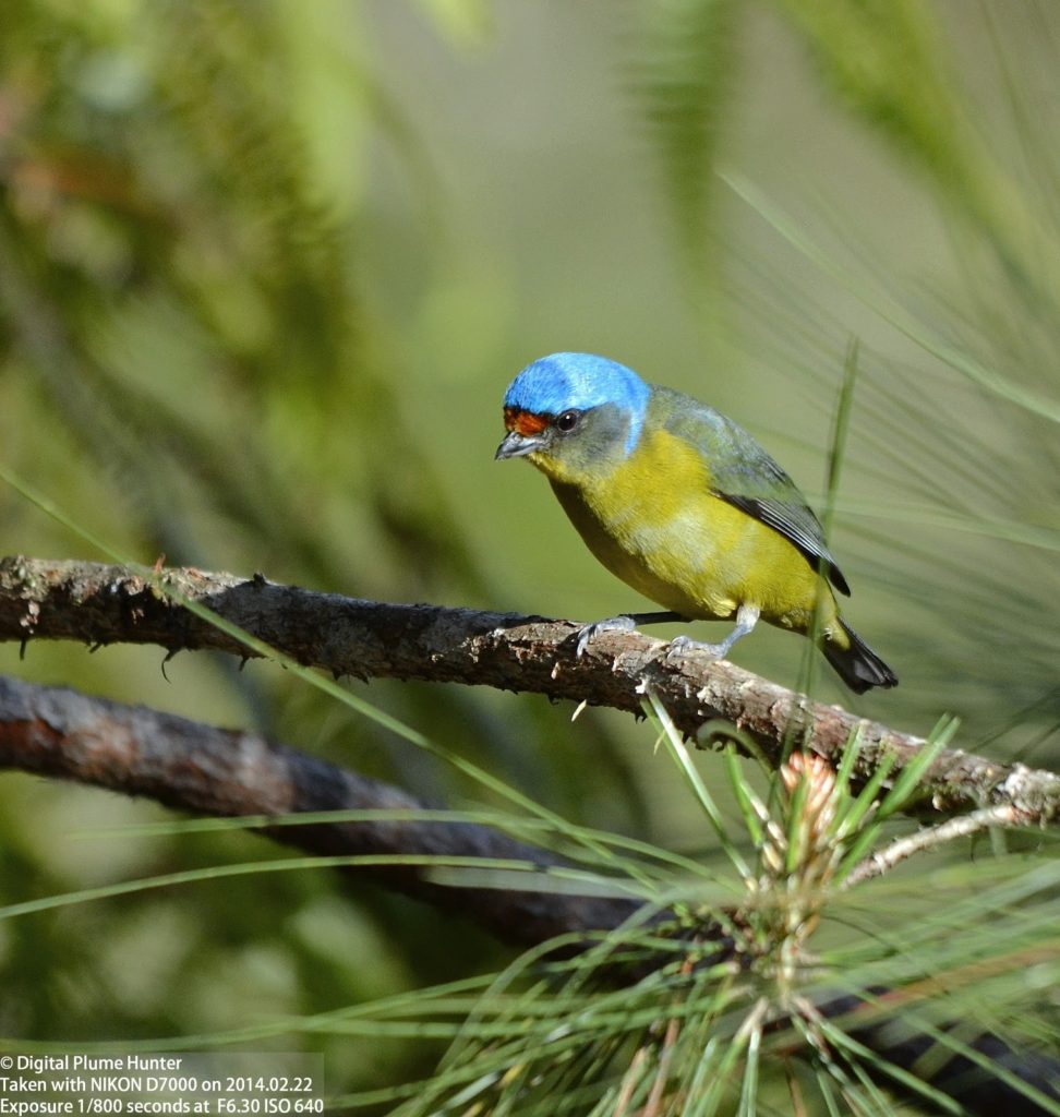 Hispaniolan Euphonia – birdfinding.info