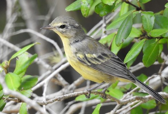 Vitelline Warbler – birdfinding.info