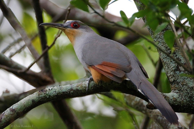 Hispaniolan Lizard-Cuckoo – birdfinding.info