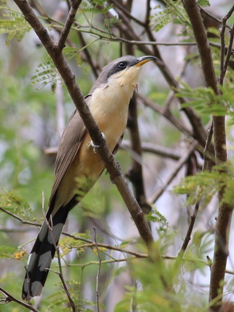 Mangrove Cuckoo – birdfinding.info