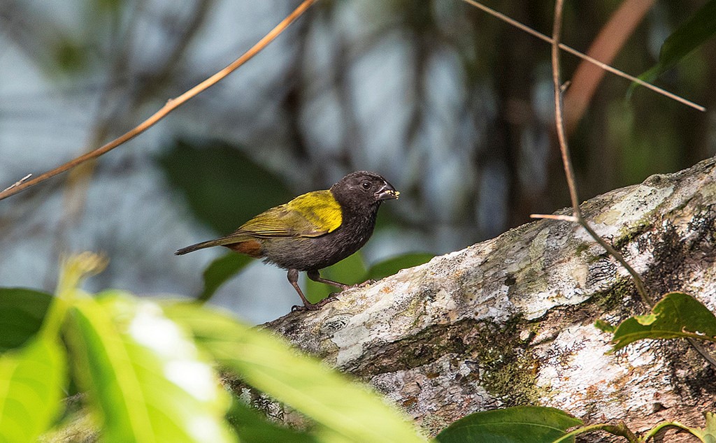 Yellow-shouldered Grassquit – birdfinding.info