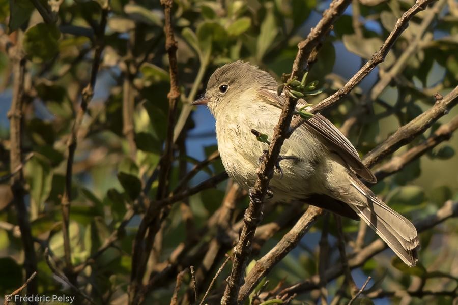 Hispaniolan Elaenia – birdfinding.info