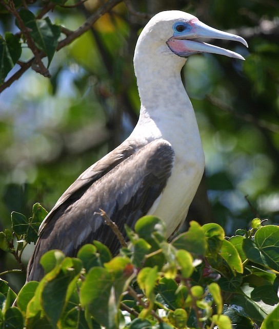 Red-footed Booby Overview, All About Birds, Cornell Lab of Ornithology