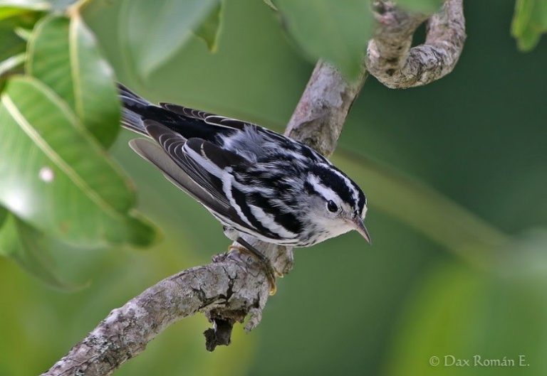 Black-and-white Warbler Identification, All About Birds, Cornell