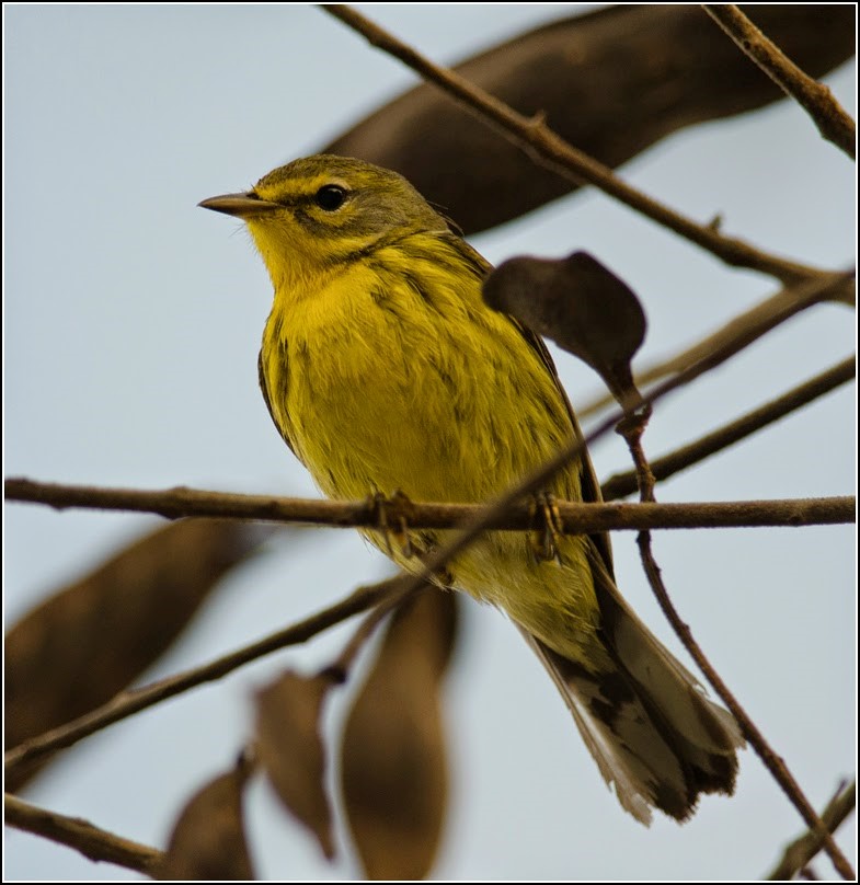 Prairie Warbler – birdfinding.info