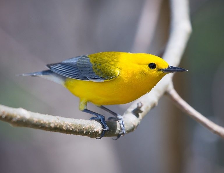 Prothonotary Warbler – birdfinding.info