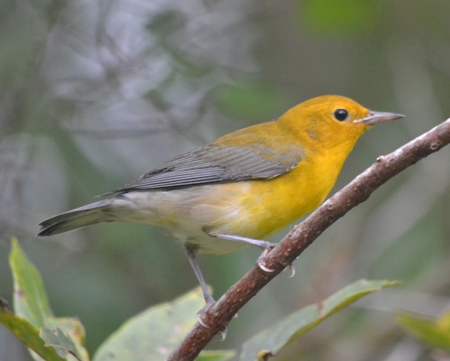 Prothonotary Warbler – birdfinding.info