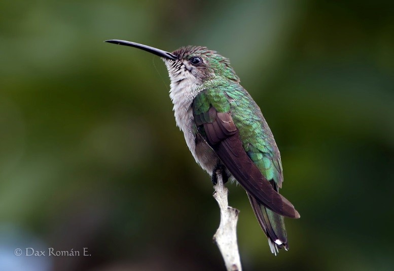 Hispaniolan Mango – birdfinding.info