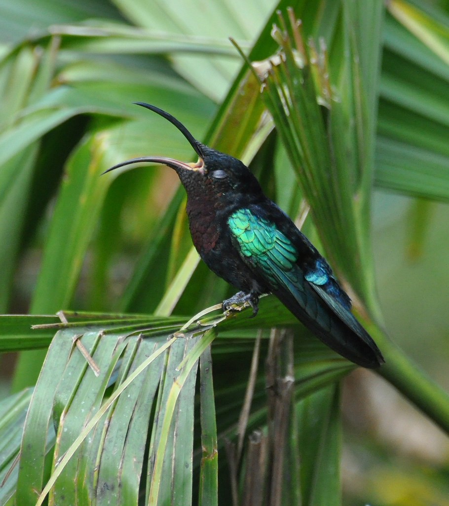 Purple-throated Carib – birdfinding.info