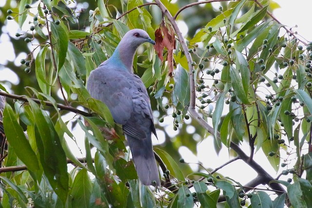 Band-tail, Pigeon of the Woods | BirdNote