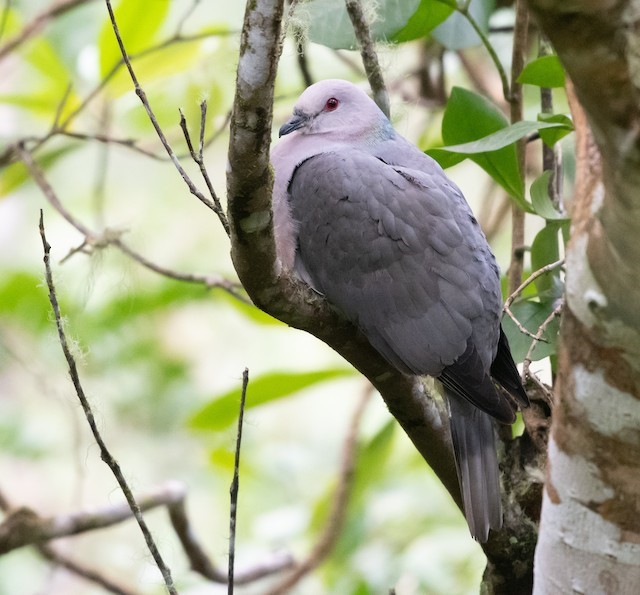 Band-tailed Pigeons at WildCare | WildCare