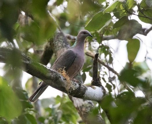 Band-Tailed Pigeon | National Geographic