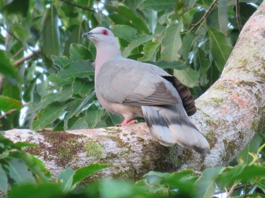 Band-tailed-Pigeon-Arizona - Project Upland