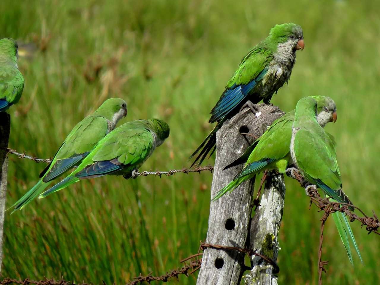 Monk Parakeet – birdfinding.info
