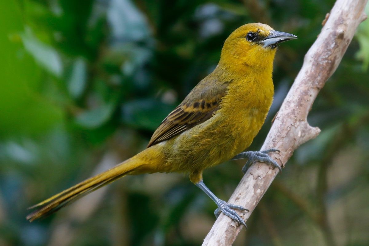 Montserrat Oriole – birdfinding.info