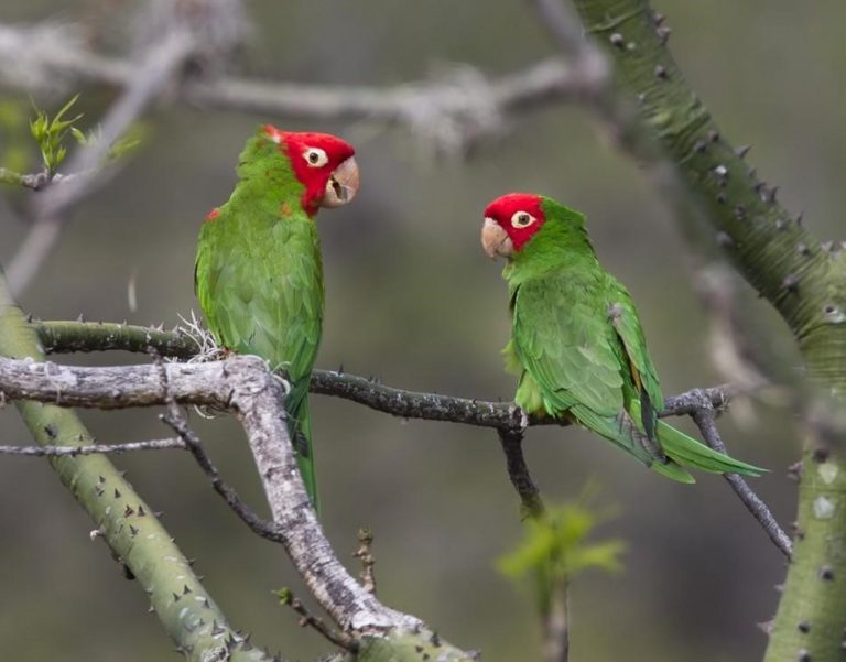 Solrig endnu engang perler Red-masked Parakeet – birdfinding.info