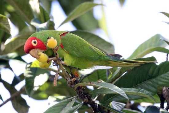 Red-masked Parakeet – birdfinding.info