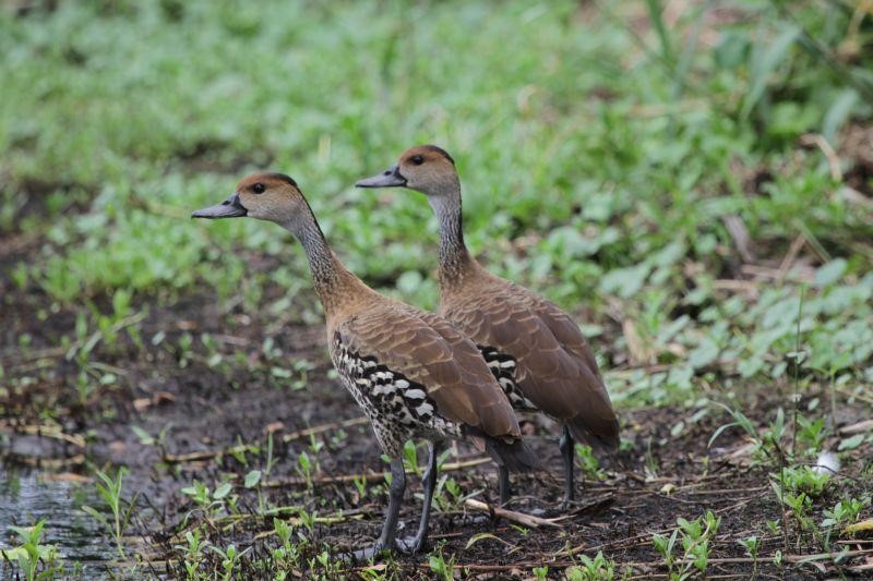 Black River Upper Morass, Jamaica – birdfinding.info