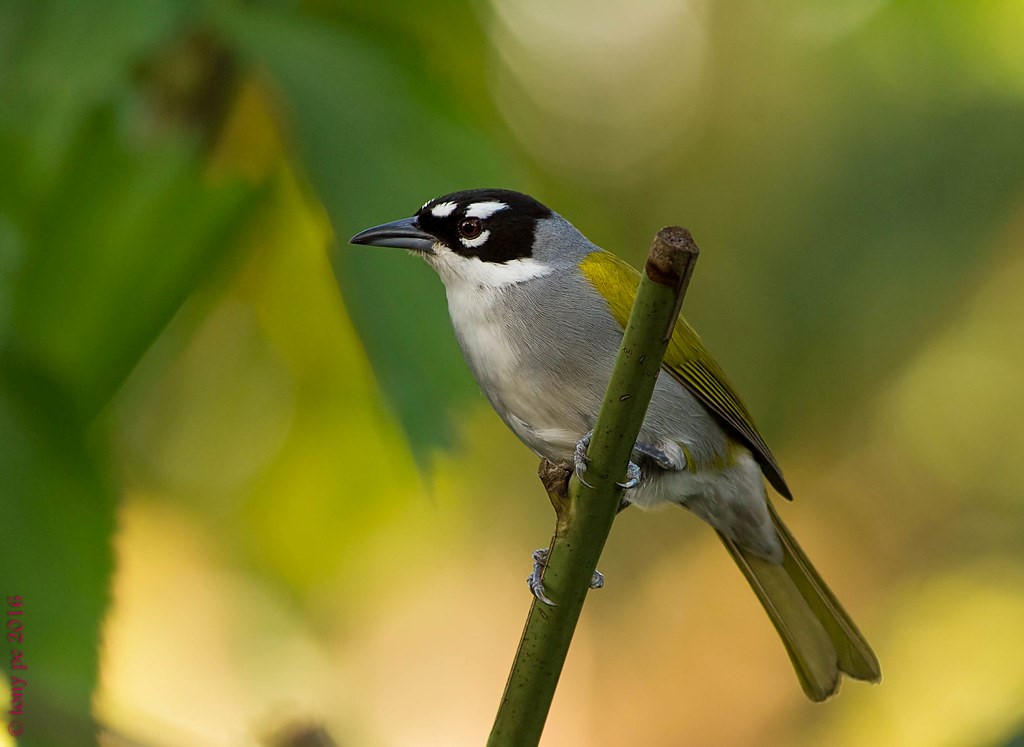 Black-crowned Palm-Tanager – birdfinding.info