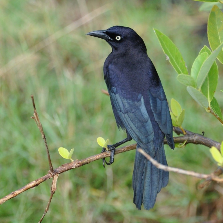 Carib Grackle – birdfinding.info