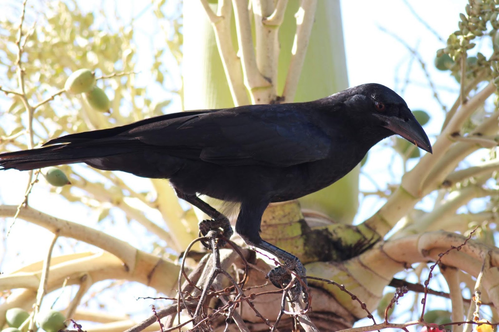 Cuban Crow – birdfinding.info