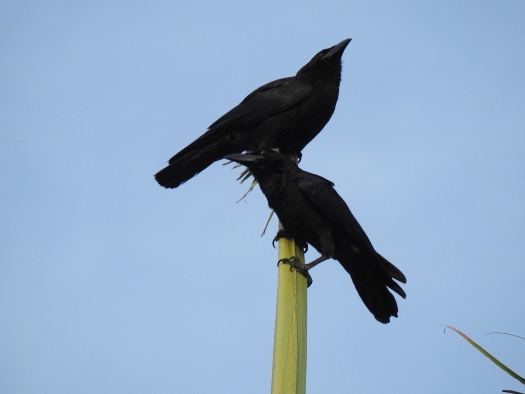 Cuban Palm Crow – birdfinding.info