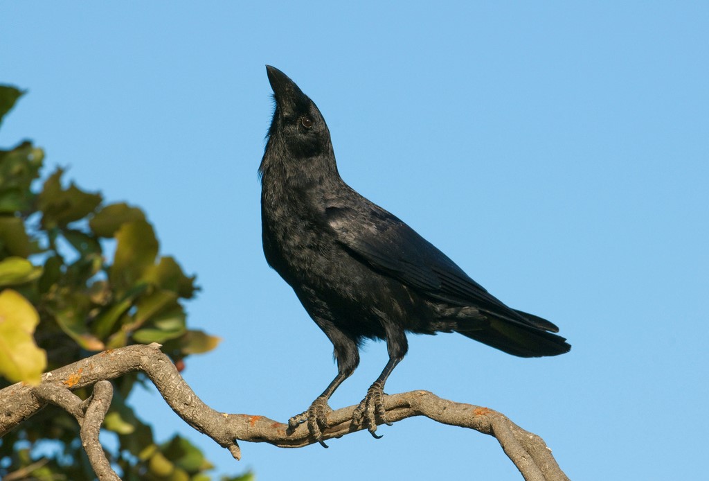 Hispaniolan Palm Crow – birdfinding.info