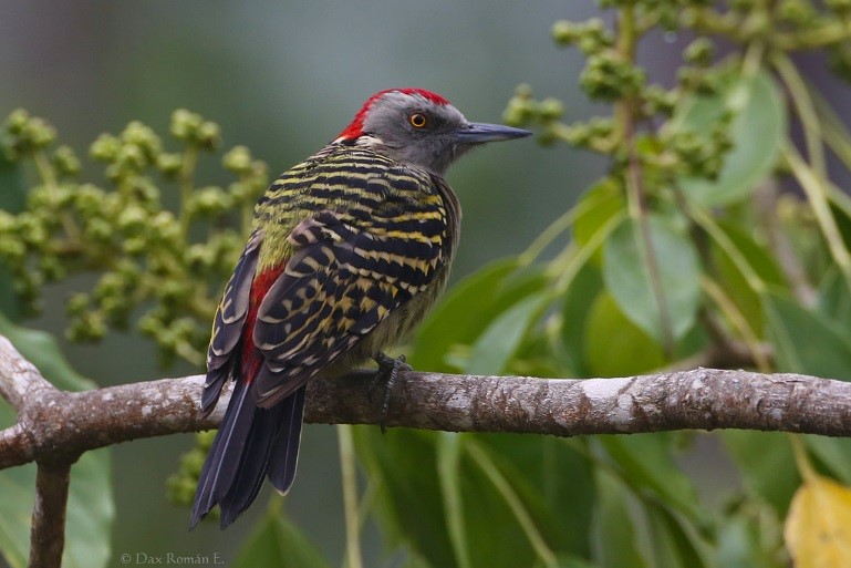 Hispaniolan Woodpecker – birdfinding.info