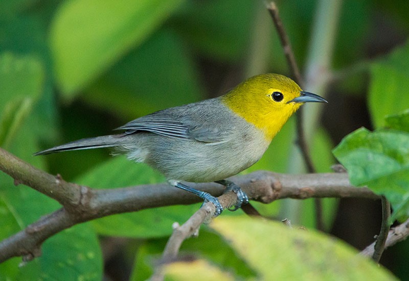 Yellow-headed Warbler – birdfinding.info