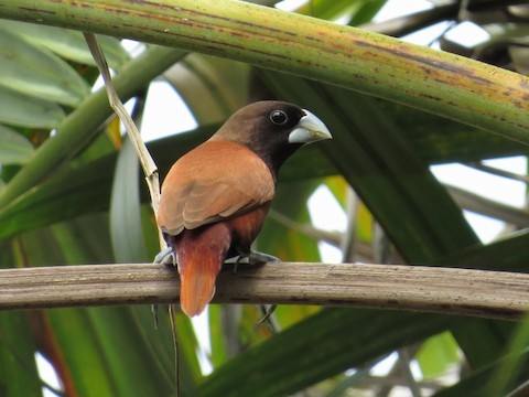 munia chestnut birdfinding info pale formosana hood tail philippines january brown