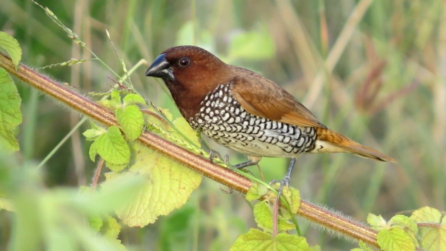 Scaly-breasted Munia – Birdfinding.info