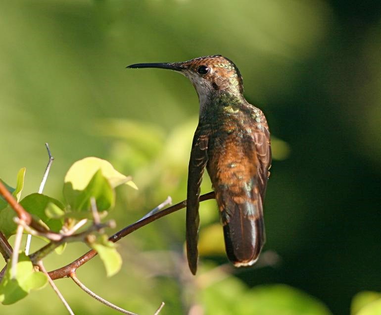 Ruby-topaz Hummingbird – birdfinding.info