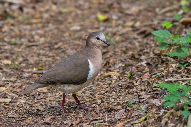 Grenada Dove – birdfinding.info