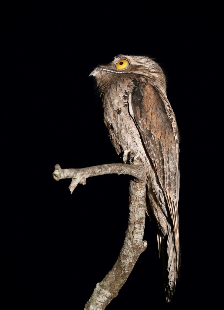 Northern Potoo – birdfinding.info