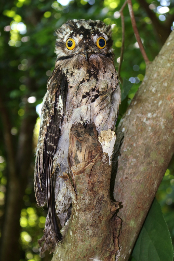 Northern Potoo – birdfinding.info
