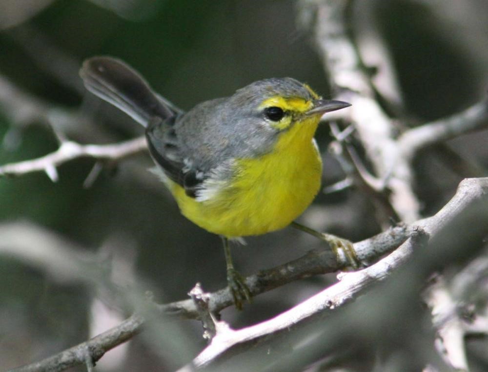 Barbuda Warbler – birdfinding.info