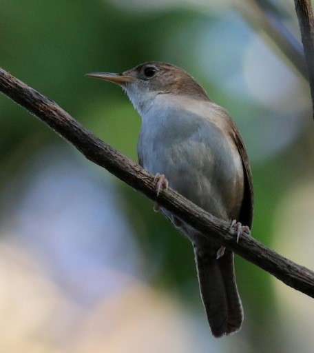 Cozumel Wren Birdfinding Info