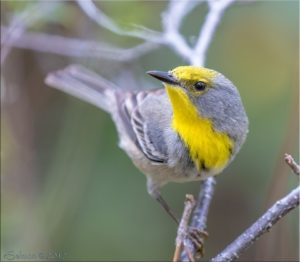 Olive-capped Warbler – birdfinding.info
