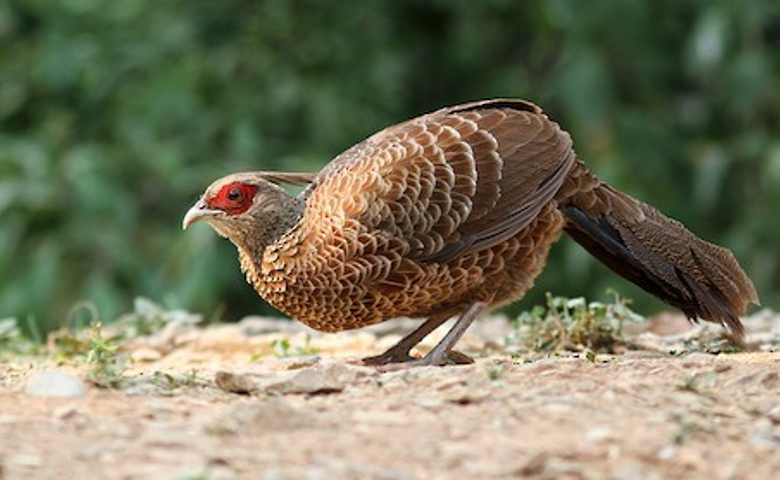 Kalij Pheasant – birdfinding.info