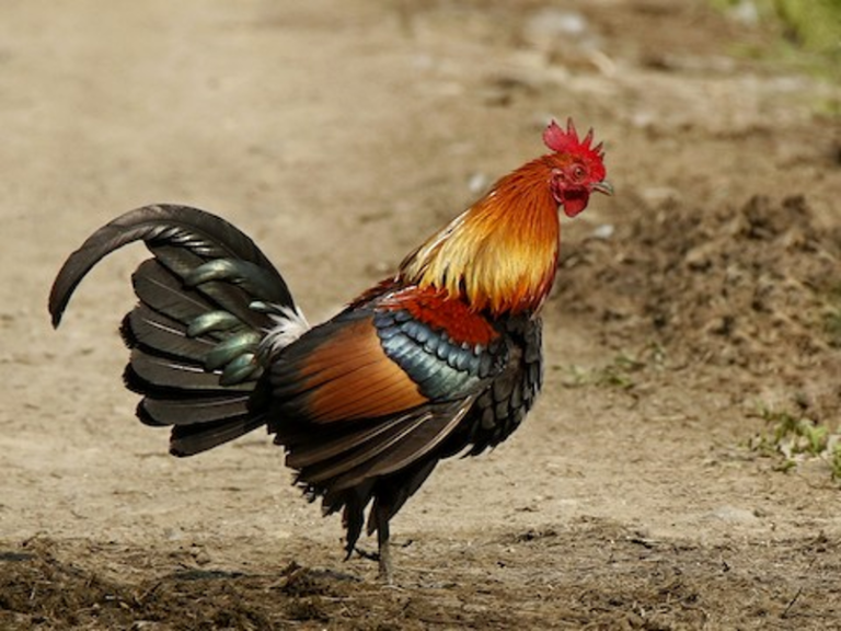 Red Junglefowl Birdfinding info