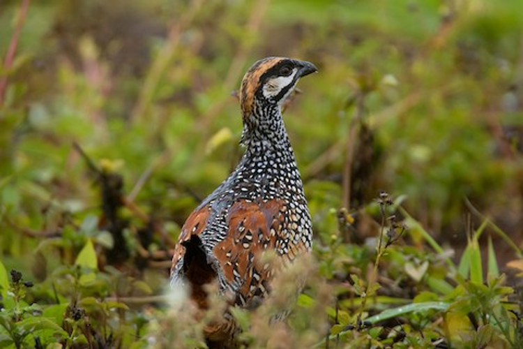 Chinese Francolin – birdfinding.info